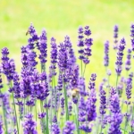 Thumbnail of post image 118